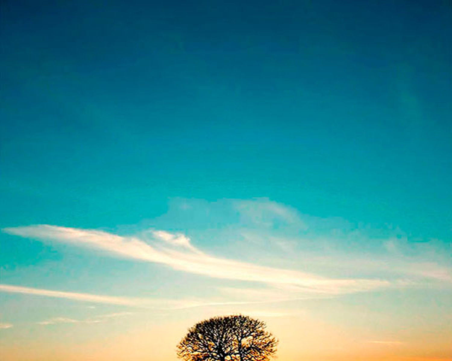 m_cartel_2008-09_tutempo-arbol-amanece-nuevo-horario