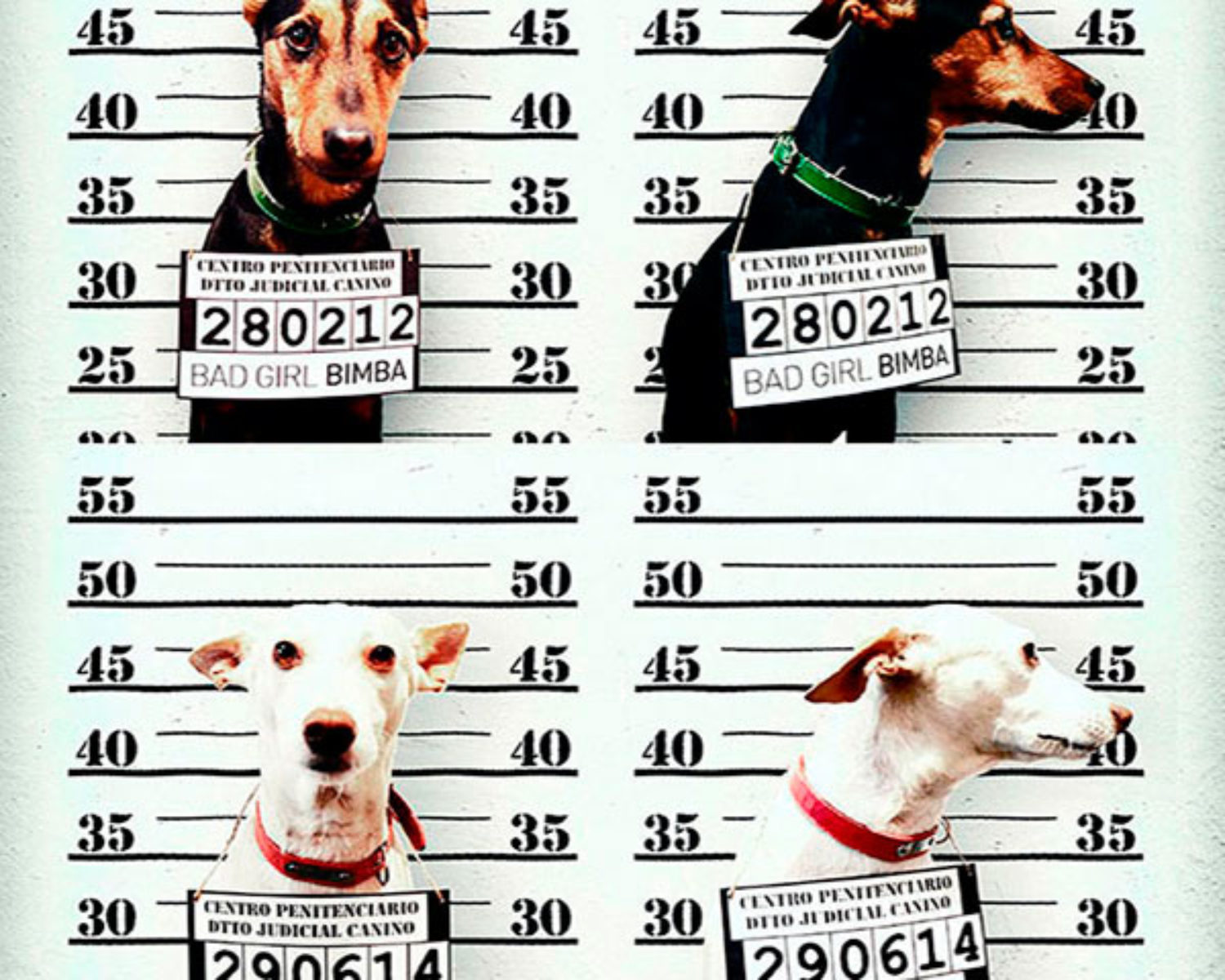 m_cartel_2016-09_elviajecreativo-publi-perras-detenidas