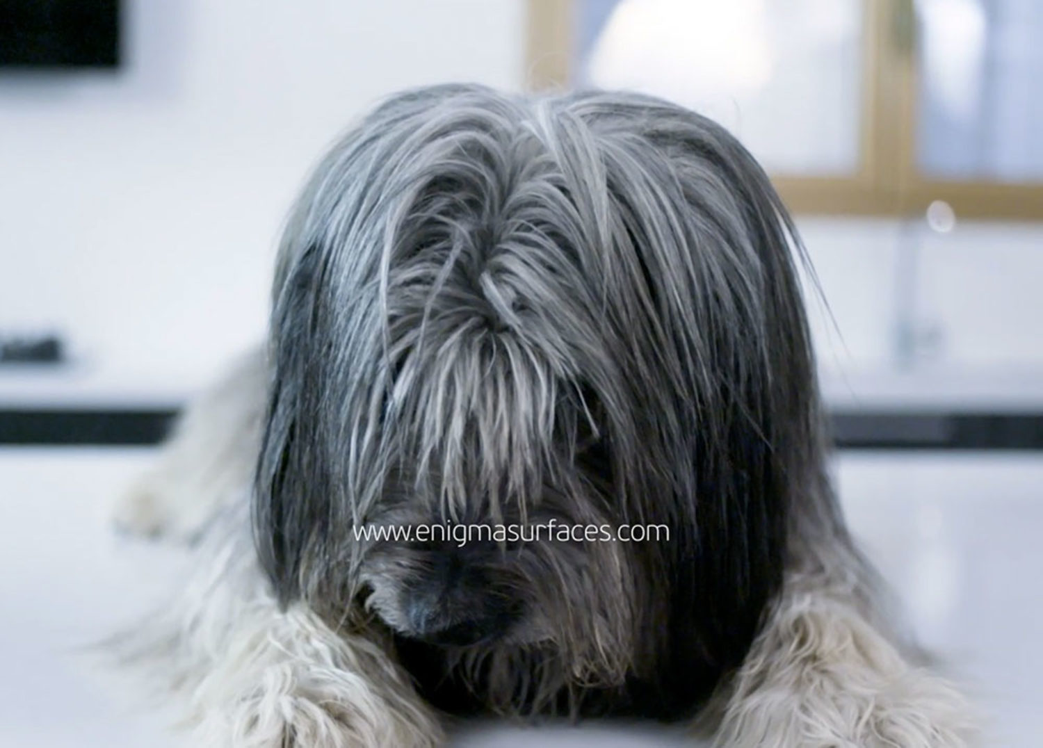 video_2020-01_enigma_surfaces_perro_neos_antibacterias