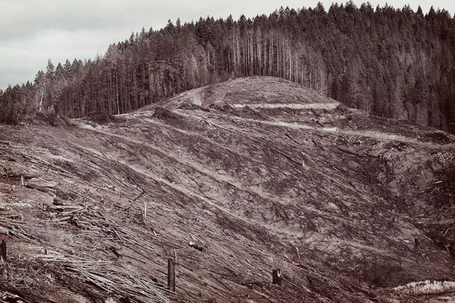 blog_elviaje_monte_devastado_tala_desastre