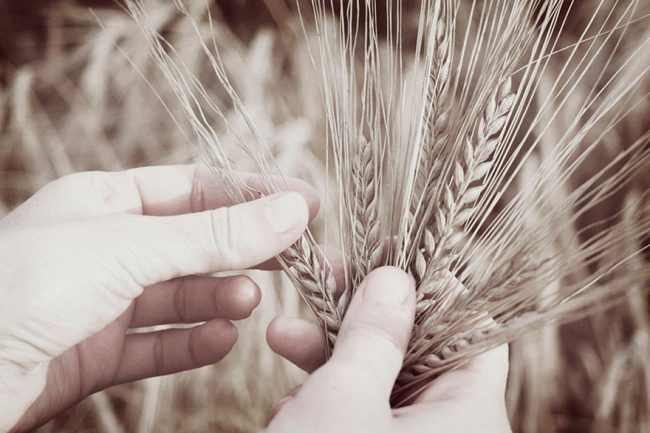 blog_elviaje_trigo_manos_campo